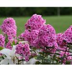 Photography of pink phlox by Kurt Neumann | Frame It Waban Gallery