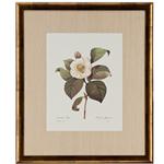 framed artwork Camelia Blanc by p.j. redoute