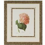 framed artwork Botanical Hortensia by P.J. Redoute