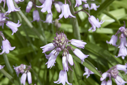 Bell flowers