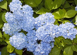 Blue Hydrangea 2