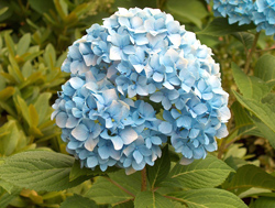 Blue Hydrangea