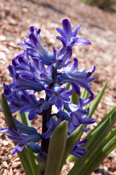 Blue hyacinth 2