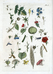 Botanical Plate 1