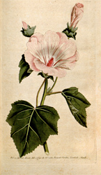 Botanical Plate 1091791