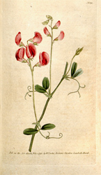 Botanical Plate 1111791