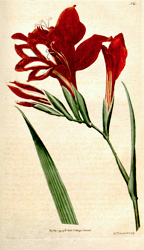 Botanical Plate 1351791