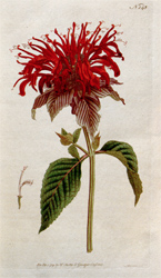 Botanical Plate 1451792