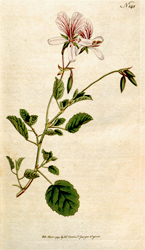 Botanical Plate 1481792