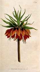 Botanical Plate 1941793