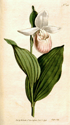 Botanical Plate 2161793