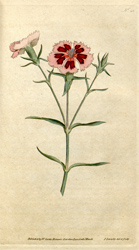 Botanical Plate 251787