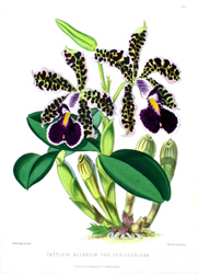 Botanical Plate 25