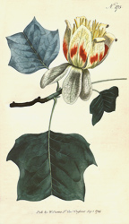 Botanical Plate 2751794