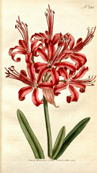 Botanical Plate 2941795