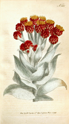 Botanical Plate 3001795