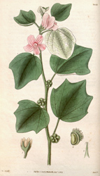 Botanical Plate 30431831