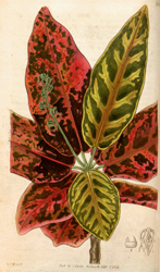 Botanical Plate 30511831