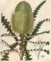 Botanical Plate 3052