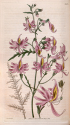 Botanical Plate 30701831