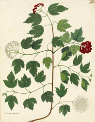 Botanical Plate 32