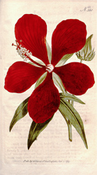 Botanical Plate 3601796