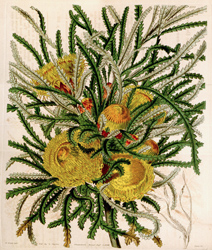 Botanical Plate 4102