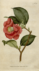 Botanical Plate 421788