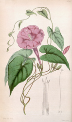 Botanical Plate 4280 1847