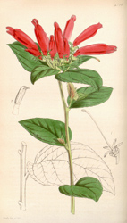 Botanical Plate 42861847