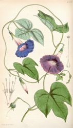 Botanical Plate 42891847