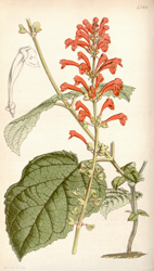 Botanical Plate 42901847