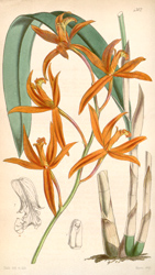 Botanical Plate 43021847