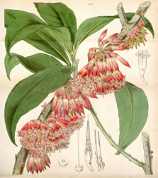 Botanical Plate 43031847