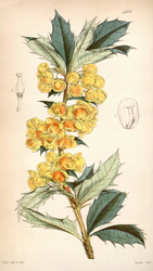 Botanical Plate 43081847