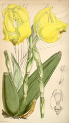 Botanical Plate 43131847