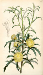 Botanical Plate 43171847