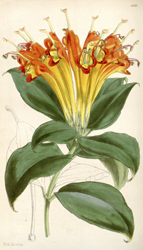 Botanical Plate 43201847