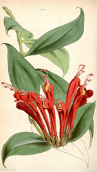 Botanical Plate 43281847