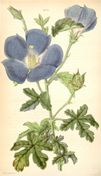 Botanical Plate 43291847