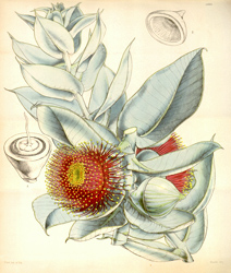 Botanical Plate 43331847