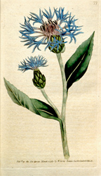 Botanical Plate 43361847