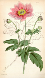 Botanical Plate 43411847