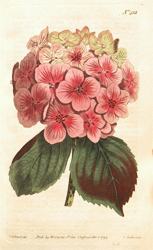 Botanical Plate 4381799