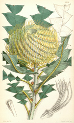 Botanical Plate 4906