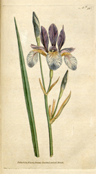 Botanical Plate 501788