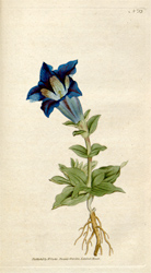 Botanical Plate 521788