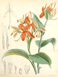 Botanical Plate 64031879