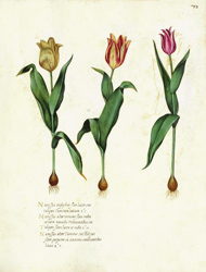 Botanical Plate 72