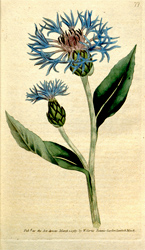 Botanical Plate 771790